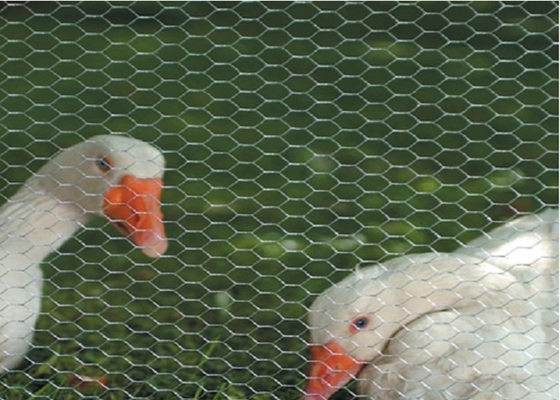 PVC Coated Galvanized Chicken Wire Mesh 0.5-5.0mm Wire gauge Free Sample