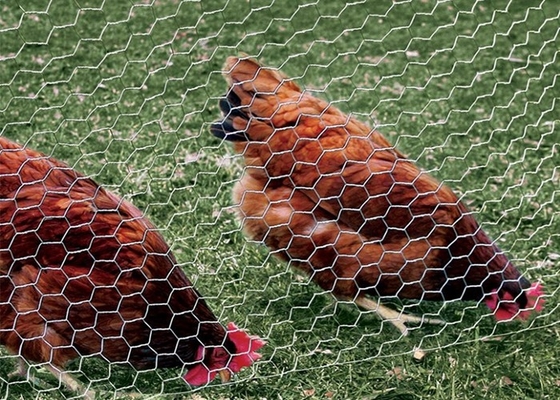 PVC Coated Galvanized Chicken Wire Mesh 0.5-5.0mm Wire gauge Free Sample